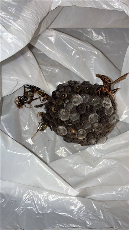 駆除・撤去したアシナガバチの巣と蜂。袋に入れて安全に処理された状態