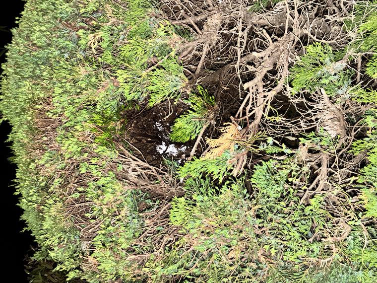 スズメバチの巣を撤去した後の植え込み