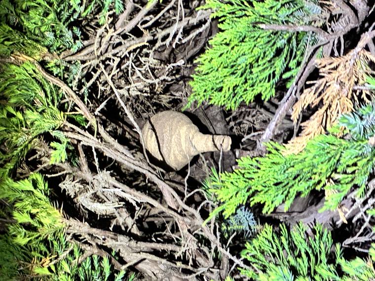 植え込みの中のスズメバチ初期巣