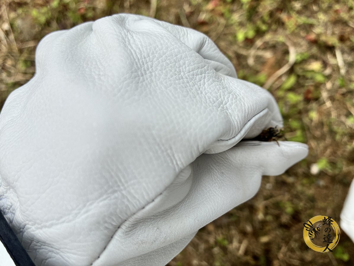 プロ仕様の革手袋で蜂を安全に処理