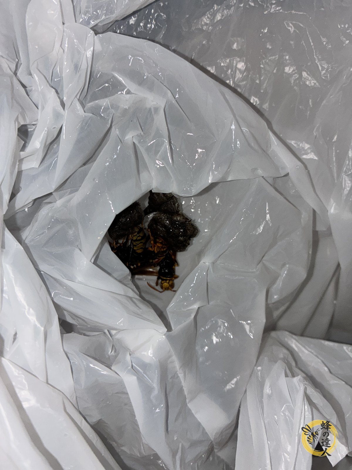 撤去した蜂の巣